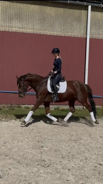 Tolle 6 Jährige Dressurstute von Vitalis x Sir Donnerhall