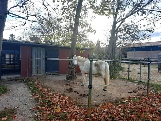 Paddock-Box in Offenstall Nähe Göttingen / Witzenhausen