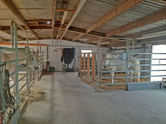 Paddock-Box in Offenstall Nähe Göttingen / Witzenhausen
