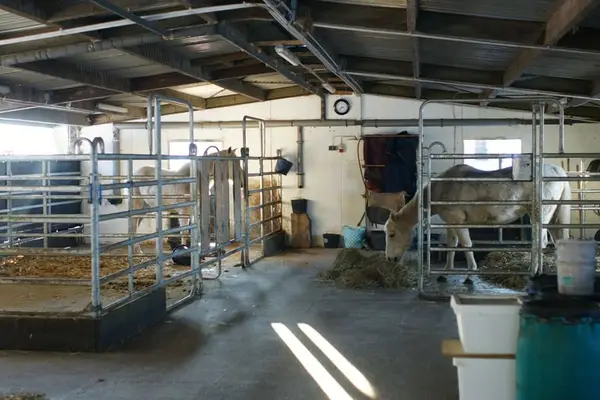 Paddock-Box in Offenstall Nähe Göttingen / Witzenhausen