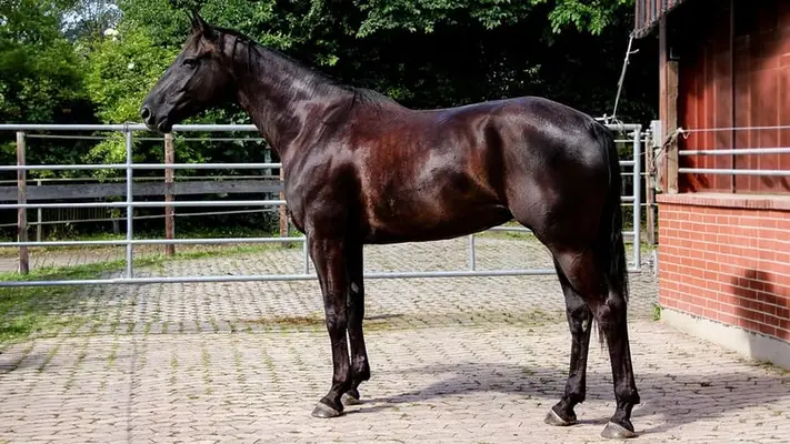 Herrliche, sportliche Rappstute sucht ein gutes zu Hause