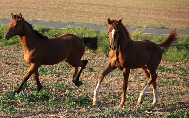 Bildschönes Hengstfohlen mit viel Schmelz und Adel - von Vidar
