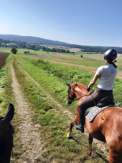 4 Paddockboxen frei Nähe Göttingen/Hann. Münden/Witzenhausen