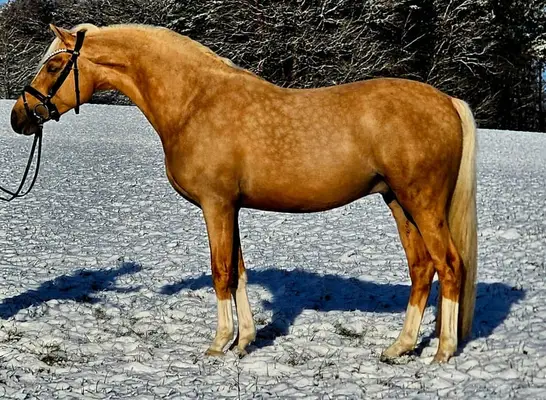 Magnifique hongre poney avec d'excellentes allures de base