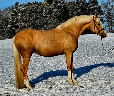 Wunderschöner Ponywallach mit hervorragenden Grundgangarten