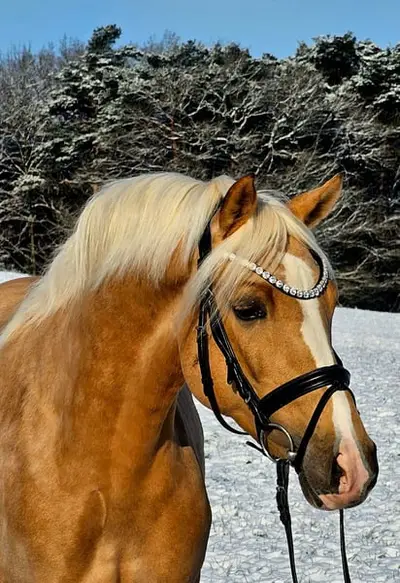 Wunderschöner Ponywallach mit hervorragenden Grundgangarten