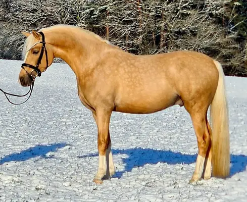 Wunderschöner Ponywallach mit hervorragenden Grundgangarten