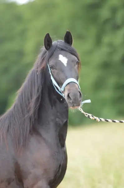 Hongre Paso Fino
