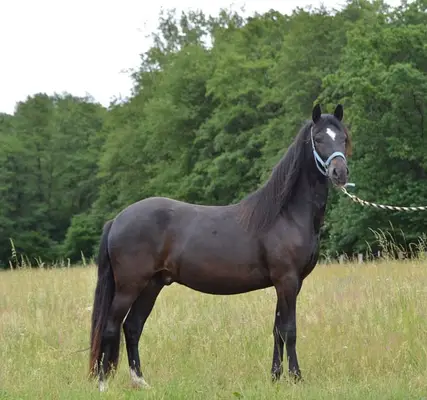 Paso Fino Wallach