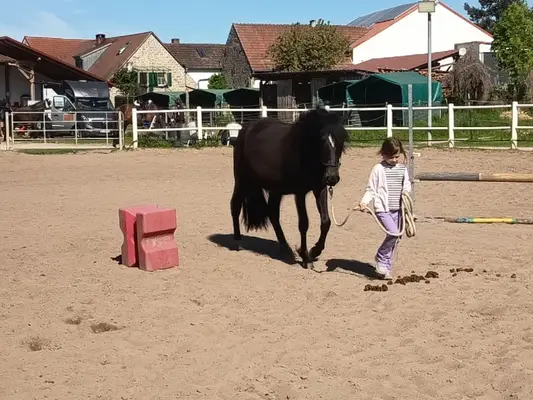 Paso Fino Wallach
