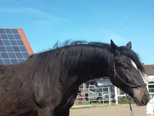 Paso Fino Wallach