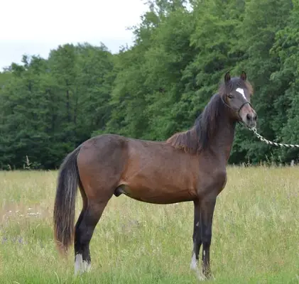 Schicker Jährlings Hengst