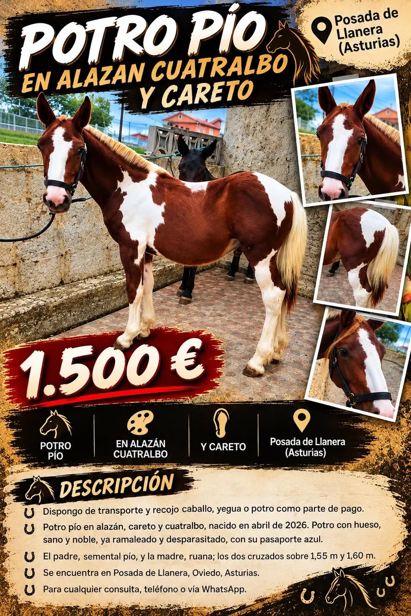 American Pinto Colt