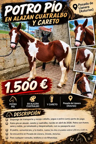American Pinto Colt