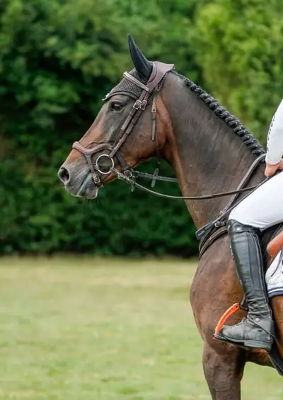 Vermögende Stute für Sport und Zucht