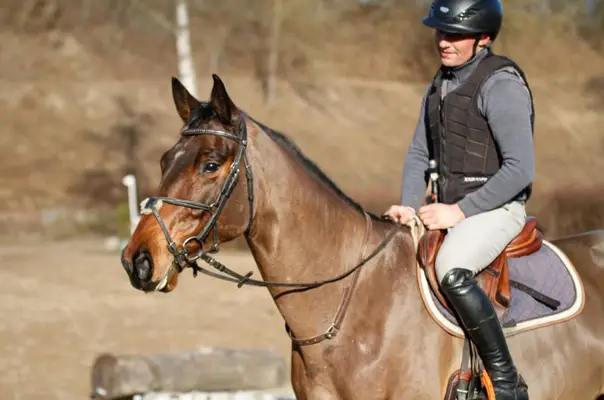 Prometedor caballo joven