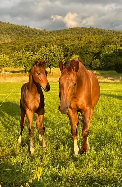 Magnifique jument d'élevage - Dressage - pleine de Grey Tonic pour 4/27