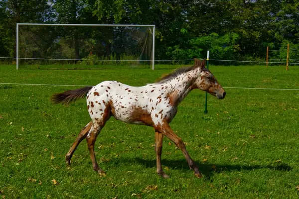 Poulain étalon Appaloosa léopard