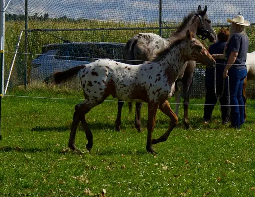 Leopard Appaloosa Hengstfohlen