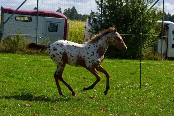 Leopard Appaloosa Hengstfohlen