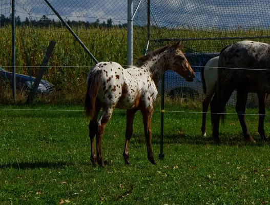 Leopard Appaloosa Hengstfohlen