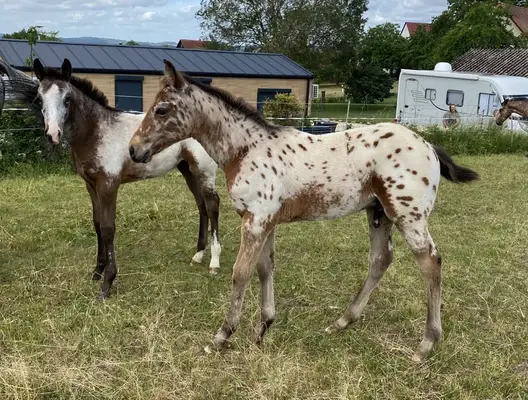 Leopard Appaloosa Hengstfohlen