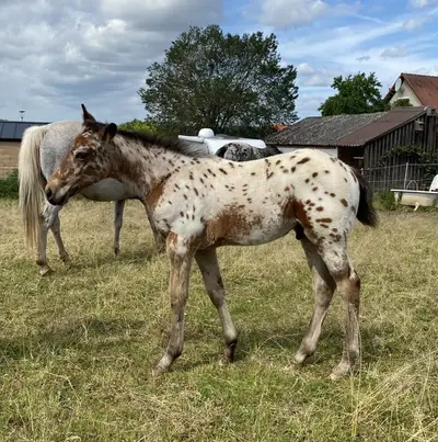 Leopard Appaloosa Hengstfohlen