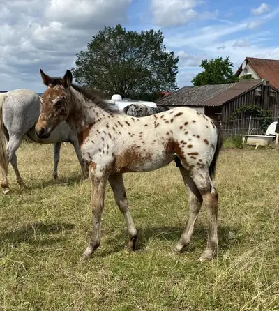 Leopard Appaloosa Hengstfohlen
