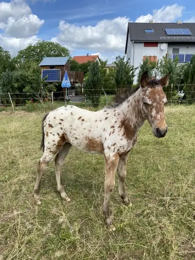 Leopard Appaloosa Hengstfohlen