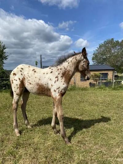 Leopard Appaloosa Hengstfohlen