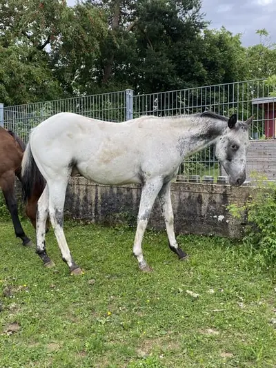 Étalon yearling Appaloosa Few Spot