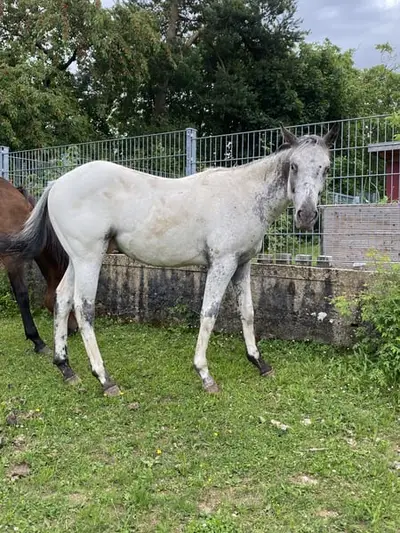 Few Spot Appaloosa Jährlings Hengst