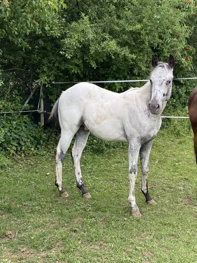 Few Spot Appaloosa Jährlings Hengst