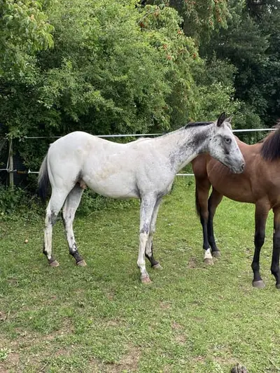 Few Spot Appaloosa Jährlings Hengst