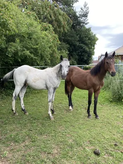 Few Spot Appaloosa Jährlings Hengst