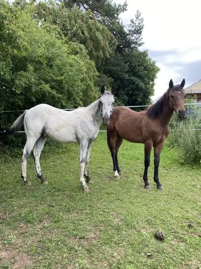 Few Spot Appaloosa Jährlings Hengst