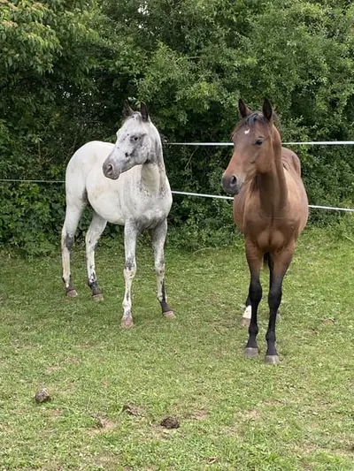 Few Spot Appaloosa Jährlings Hengst
