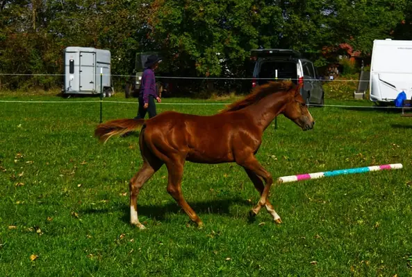Poulain Appaloosa alezan