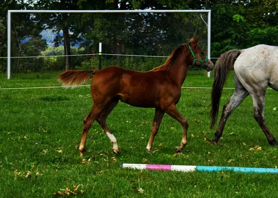 Chesnut Appaloosa Hengstfohlen