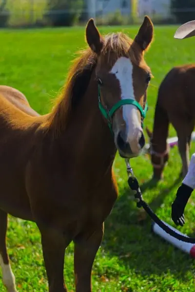Chesnut Appaloosa Hengstfohlen