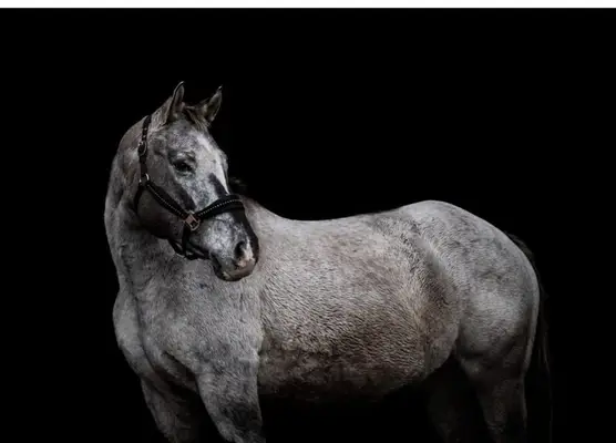 Chesnut Appaloosa Hengstfohlen
