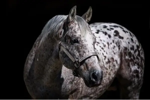 Chesnut Appaloosa Hengstfohlen