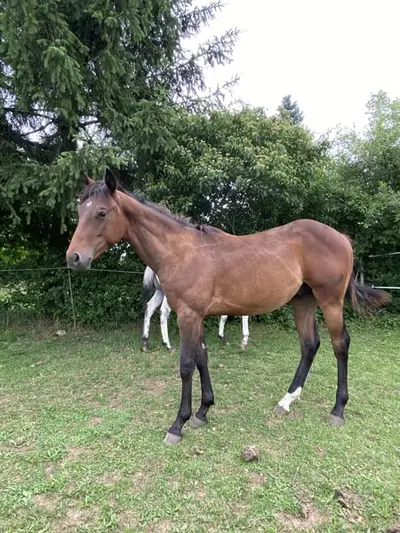 Appaloosa Buckskin foncé, poulain étalon d'un an