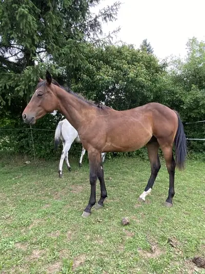 Appaloosa Dark Buckskin Jährlings Hengst