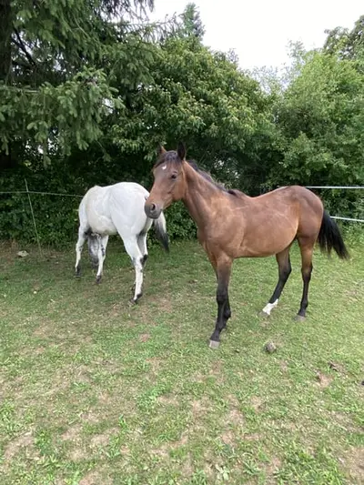 Appaloosa Dark Buckskin Jährlings Hengst
