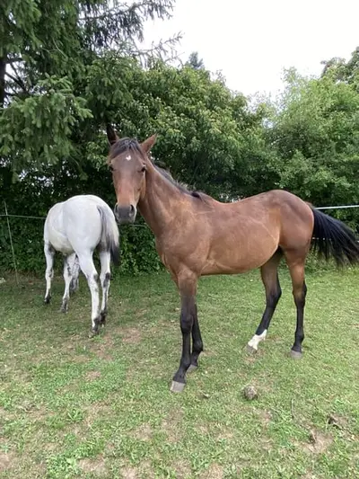 Appaloosa Dark Buckskin Jährlings Hengst