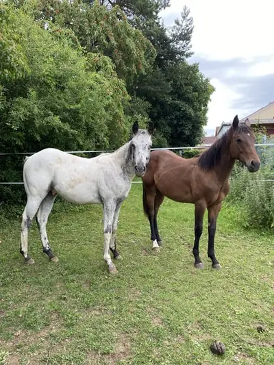 Appaloosa Dark Buckskin Jährlings Hengst