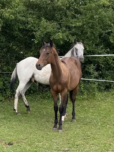 Appaloosa Dark Buckskin Jährlings Hengst