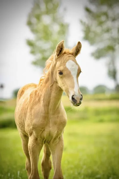 Besonderes Palomino-Stutfohlen