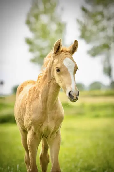 Potra palomino especial
